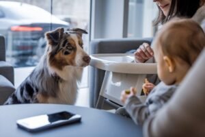 Un bébé de 6 mois tend du bœuf séché à son chien, et la scène devient virale