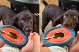 12 secondes suffisent à Oak le spaniel pour bouleverser tous les protocoles de sécurité domestique avec le bébé Asher