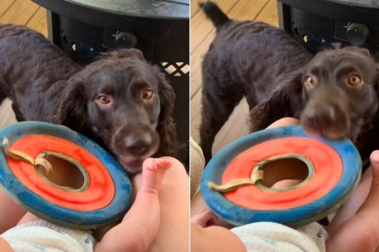 12 secondes suffisent à Oak le spaniel pour bouleverser tous les protocoles de sécurité domestique avec le bébé Asher