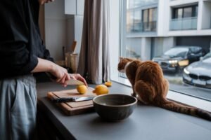 Nous pensions avoir domestiqué les chats mais ce parasite orchestrait une manipulation cérébrale de 10 000 ans que la science vient de percer
