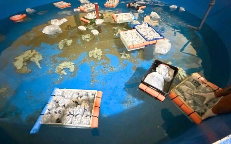 700 animaux marins saisis révèlent comment le trafic d’aquariophilie Kenya-Argentine échappait aux contrôles douaniers avec des méthodes inattendues