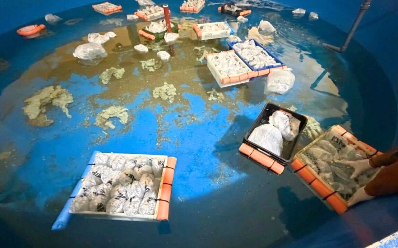 700 animaux marins saisis révèlent comment le trafic d'aquariophilie Kenya-Argentine échappait aux contrôles douaniers avec des méthodes inattendues