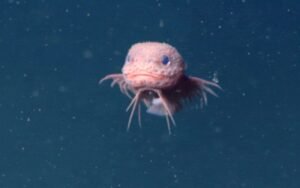 À 3 300 mètres de profondeur, des chercheurs filment un poisson rose inconnu au look presque irréel