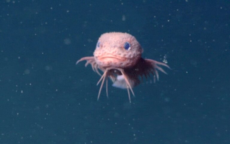 À 3 300 mètres de profondeur, des chercheurs filment un poisson rose inconnu au look presque irréel