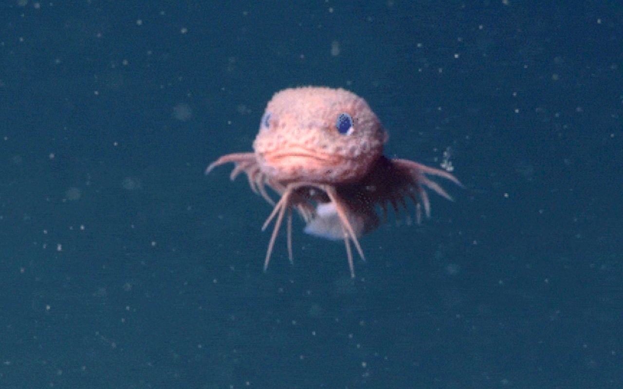 À 3 300 mètres de profondeur, des chercheurs filment un poisson rose inconnu au look presque irréel