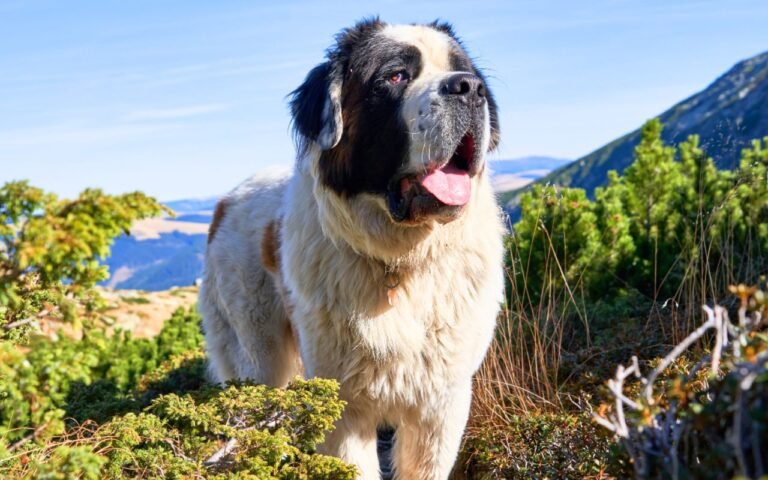Ce Saint-Bernard de 78 ans découvre le side-car moto et sa réaction bouleversante fait fondre les internautes du monde entier