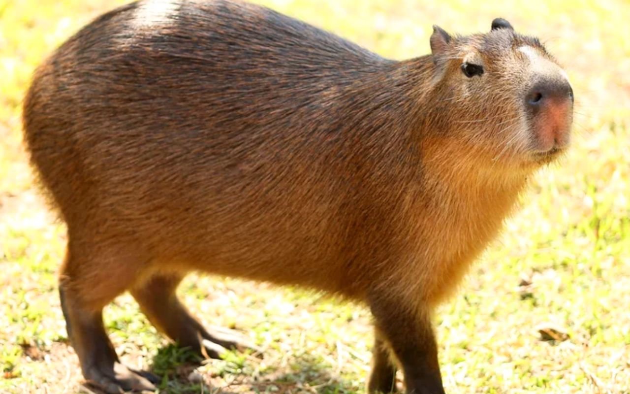 Ce capybara dort exactement comme un humain et ses ronflements de 12 secondes affolent internet avec 2 millions de vues sur Capysnora