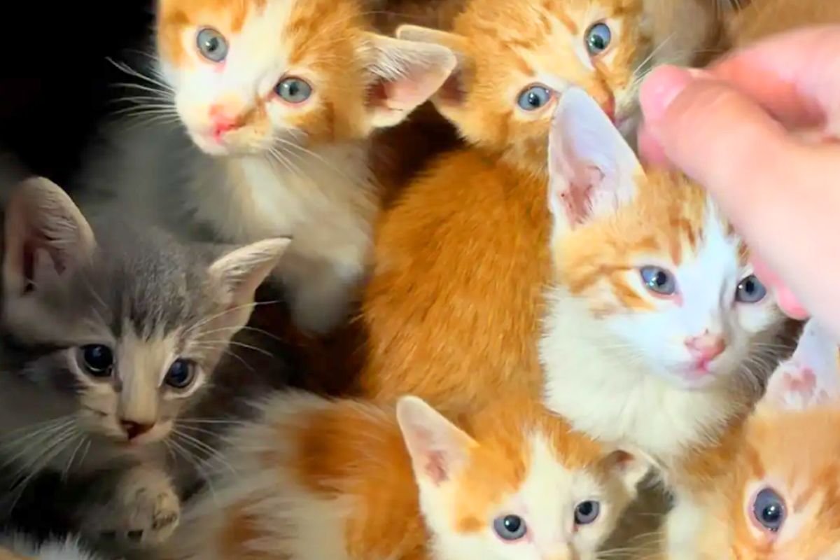 Ce couple accueille 13 chatons abandonnés dans des cartons Amazon, mais ce qui arrive ensuite dépasse toutes leurs attentes
