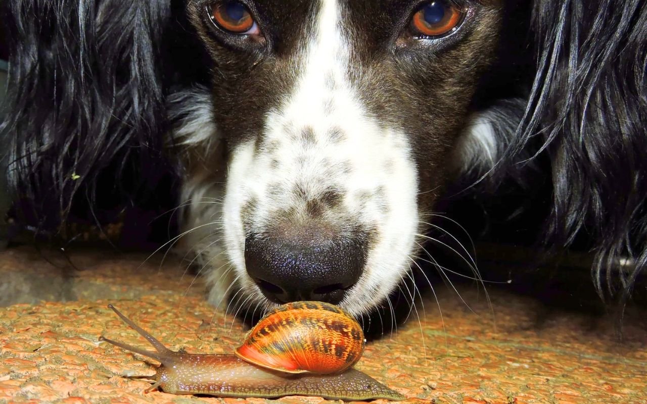Ce danger méconnu dans le jardin peut rendre votre chien malade plusieurs semaines après l’ingestion