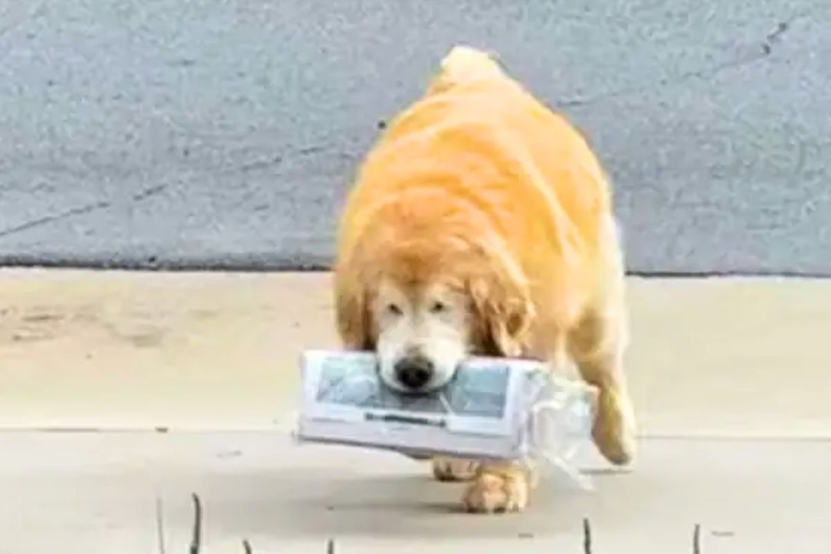 Ce golden retriever aveugle parcourt 2 km chaque jour malgré son handicap et transforme complètement l'atmosphère de son quartier