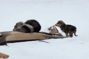Ce passant découvre 4 chiots abandonnés dans un dépotoir enneigé, mais la réaction de la SPA après son alerte révèle quelque chose d’inattendu