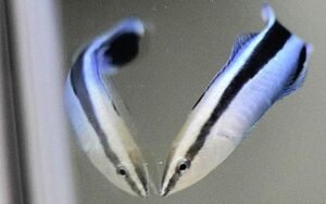 Ce poisson de 4 cm bouleverse la science en réussissant le test du miroir que seuls les primates maîtrisaient