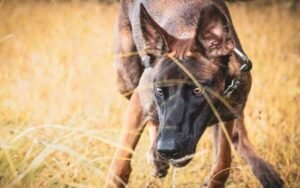 Cette étude bouleverse tout ce qu’on croyait savoir sur l’intelligence canine en 2023 quand un Malinois belge fait trembler le Border Collie