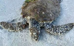 Cette tortue marine ferrée en Caroline du Nord devait mourir en 30 minutes, mais l’aide qui débarque change absolument tout