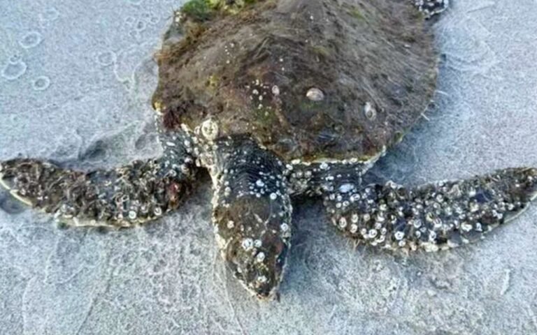 Cette tortue marine ferrée en Caroline du Nord devait mourir en 30 minutes, mais l’aide qui débarque change absolument tout