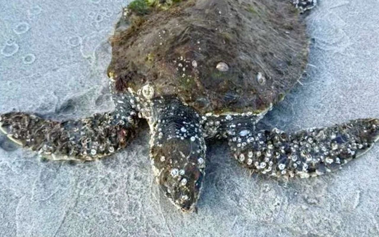 Cette tortue marine ferrée en Caroline du Nord devait mourir en 30 minutes, mais l'aide qui débarque change absolument tout