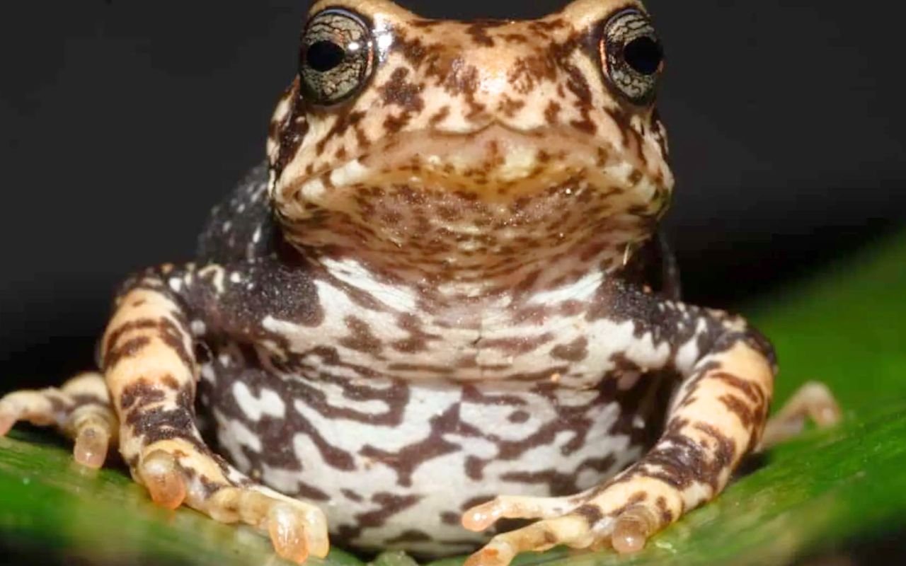 Gestation interne chez les amphibiens : la découverte de 3 espèces de crapauds tanzaniens force les biologistes à revoir leurs théories reproductives