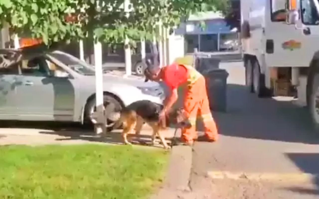 Internet découvre Murphy, le chien qui transforme 12 passages de camion-poubelle par semaine en spectacle viral de 7 minutes