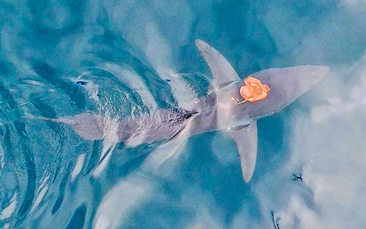 La communauté scientifique sous le choc après qu'un poulpe ait surfé sur un requin mako de 2 mètres à 70 km/h en Nouvelle-Zélande