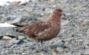 Les biologistes découvrent une menace H5N1 qu’ils n’avaient pas anticipée grâce à 50 skuas retrouvés morts près des stations scientifiques