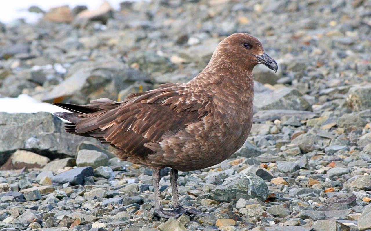 Les biologistes découvrent une menace H5N1 qu'ils n'avaient pas anticipée grâce à 50 skuas retrouvés morts près des stations scientifiques