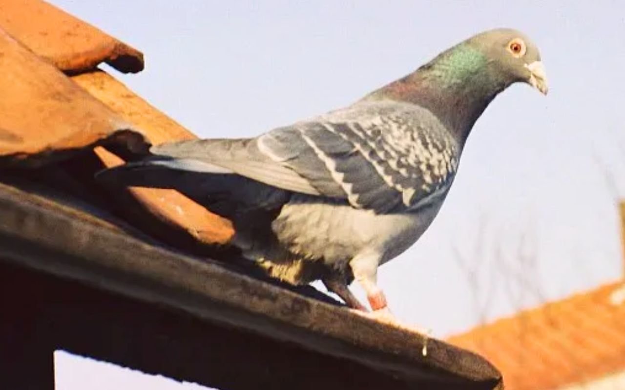 Les oiseaux urbains fuient plus vite les femmes que les hommes, un résultat confirmé mais inexpliqué