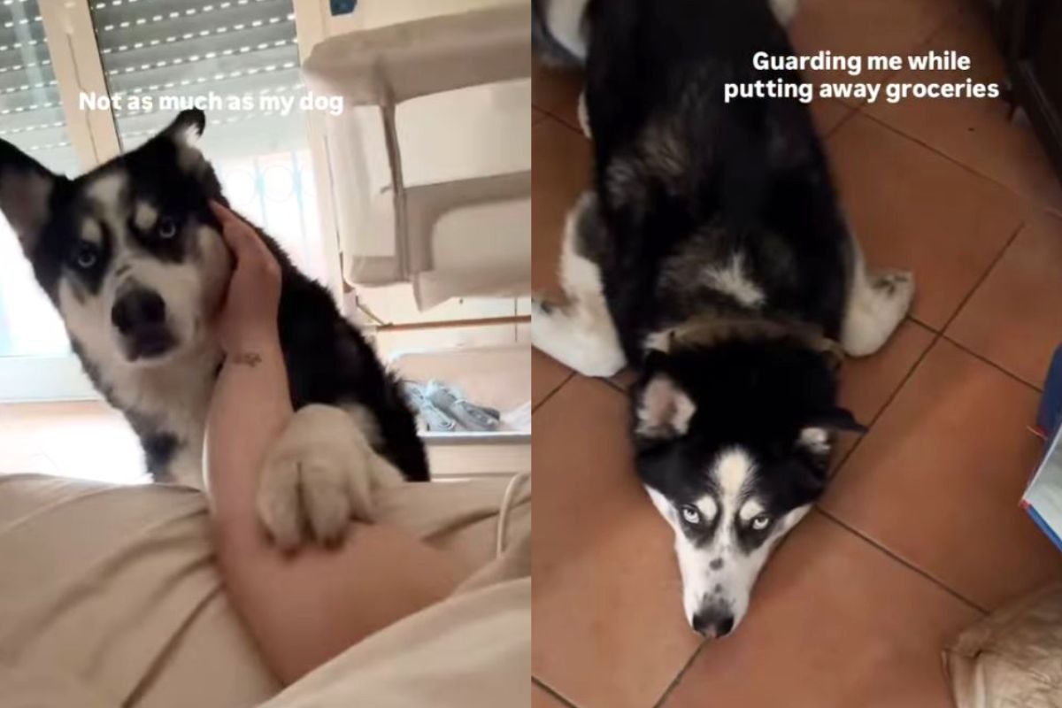 Les vétérinaires découvrent aujourd'hui que cette husky enceinte de 9 semaines développe 2 signes troublants qui remettent en question tout l'attachement canin