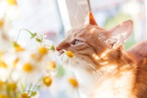 Personne ne le sait mais lys, tulipes et jonquilles empoisonnent 1 chat sur 3 en moins de 24 heures dans nos jardins de printemps