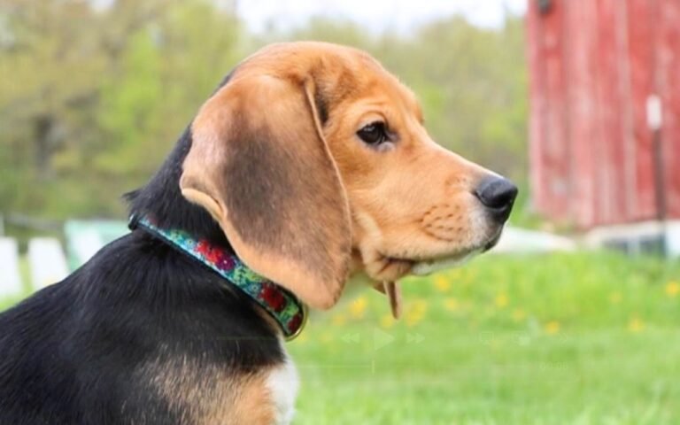 Pourquoi le sauvetage de 1 500 beagles de l’euthanasie cache un parcours d’adoption plus complexe que prévu selon les vétérinaires