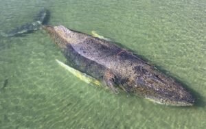 Timmy la baleine à bosse transforme son échouage catastrophique en Allemagne en miracle après 6 semaines de sauvetage qui ont défié tous les pronostics