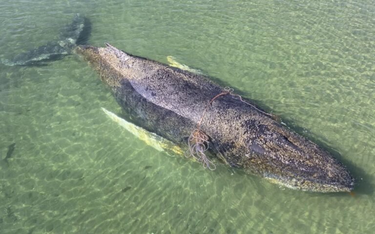 Timmy la baleine à bosse transforme son échouage catastrophique en Allemagne en miracle après 6 semaines de sauvetage qui ont défié tous les pronostics