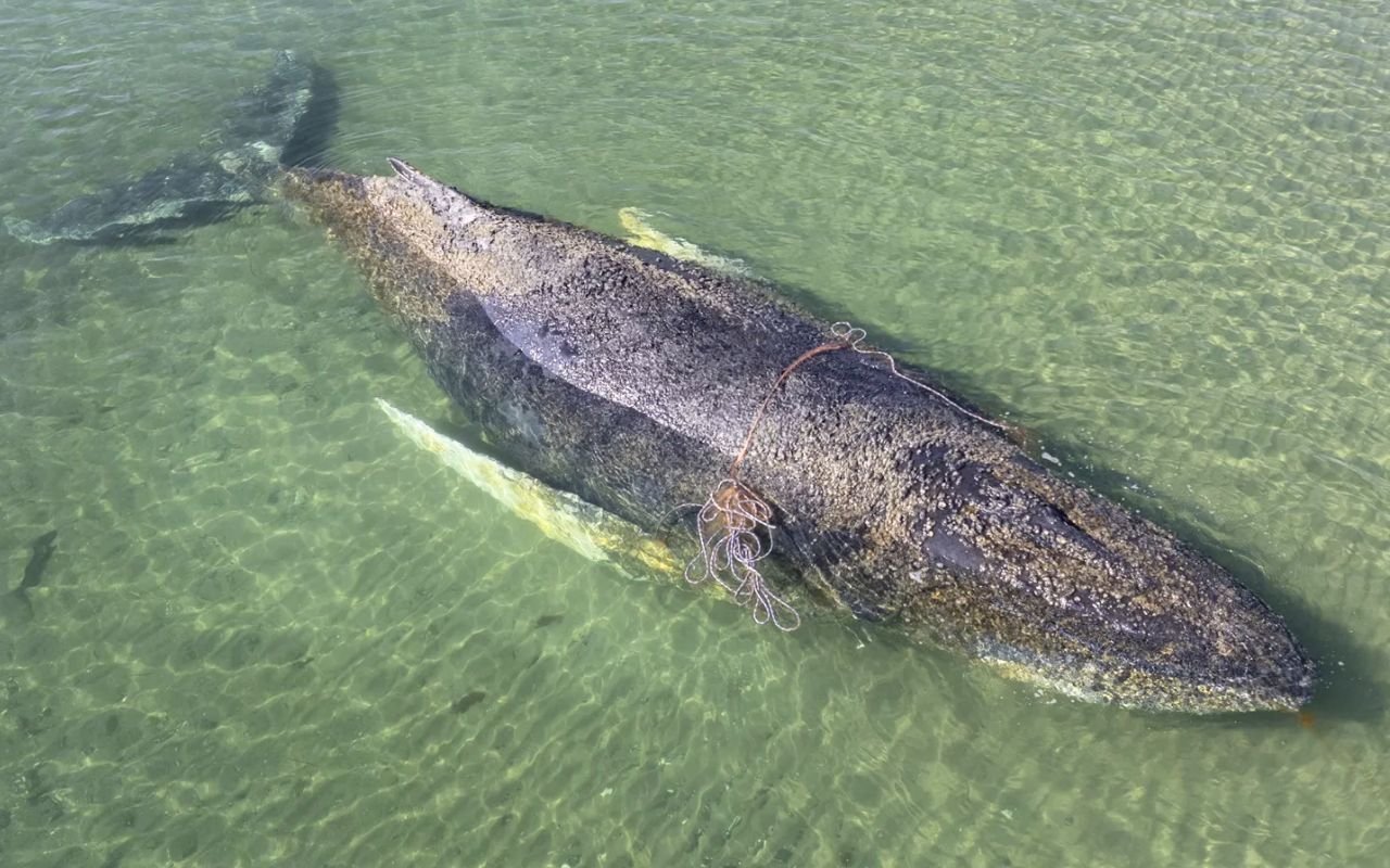 Timmy la baleine à bosse transforme son échouage catastrophique en Allemagne en miracle après 6 semaines de sauvetage qui ont défié tous les pronostics