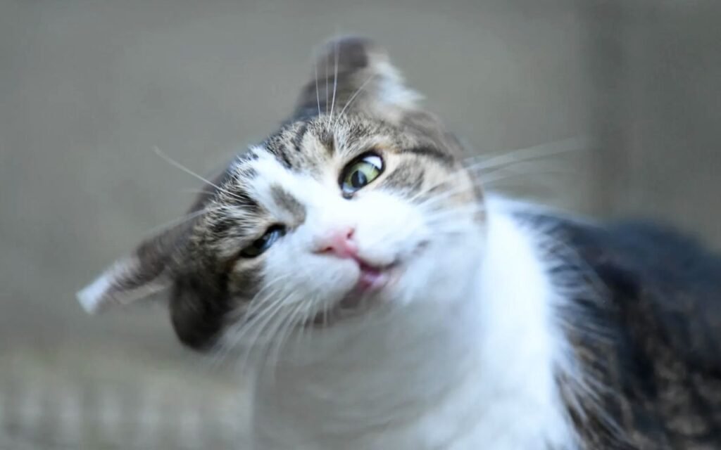 Votre chat ou chien fait ce geste inattendu ? 3 causes d’otites et allergies révélées avec 2 signaux d’alerte surprenants