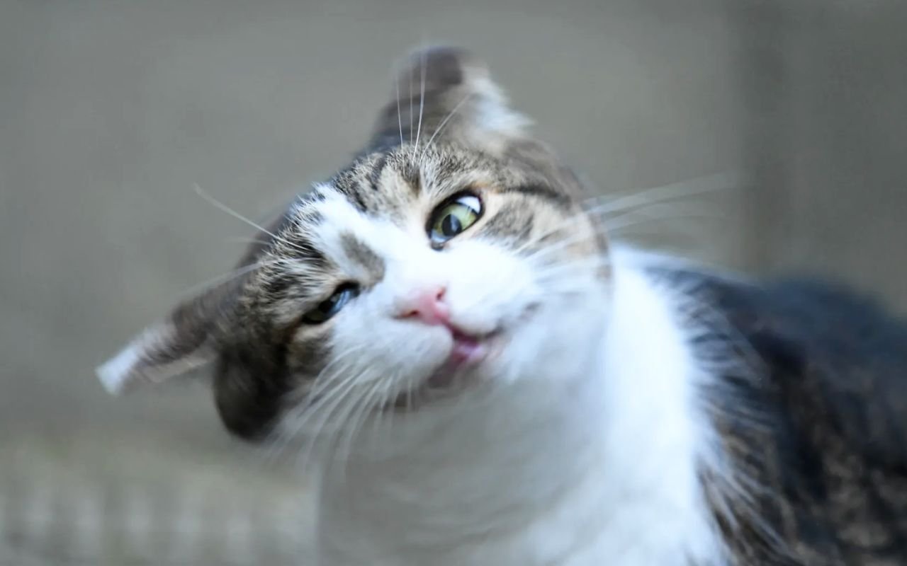 Votre chat ou chien fait ce geste inattendu ? 3 causes d'otites et allergies révélées avec 2 signaux d'alerte surprenants