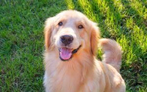 24 mètres de chute, 2 heures de recherche et un détail improbable qui sauve Chester le golden retriever retrouvé par sa famille