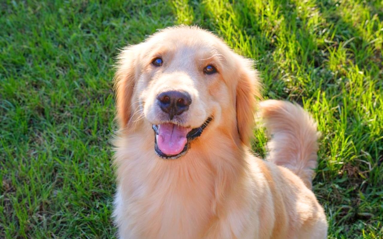 24 mètres de chute, 2 heures de recherche et un détail improbable qui sauve Chester le golden retriever retrouvé par sa famille
