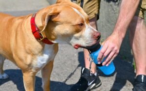 La balade matinale avant 9h sauve désormais des milliers de chiens grâce à ces 9 gestes anti-coup de chaleur