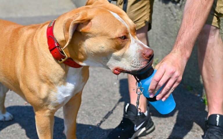 La balade matinale avant 9h sauve désormais des milliers de chiens grâce à ces 9 gestes anti-coup de chaleur
