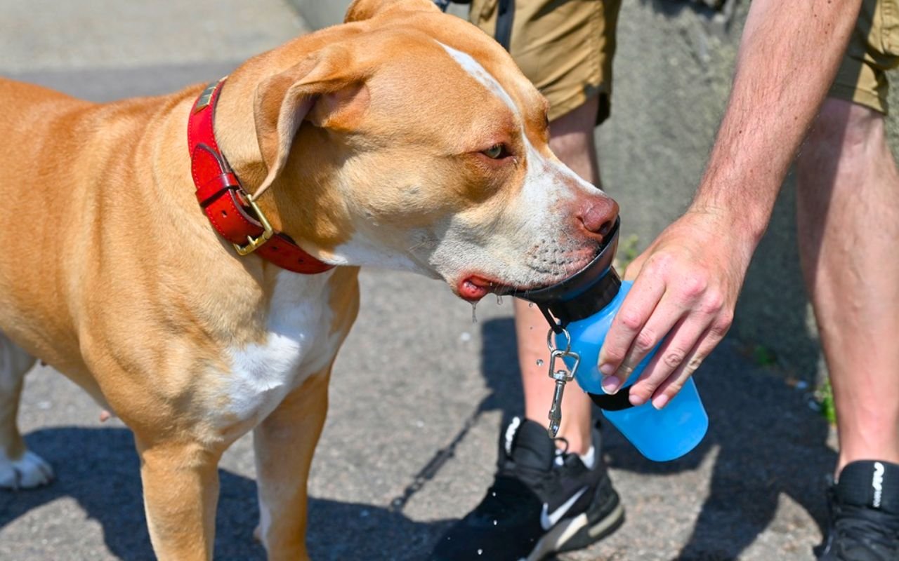 La balade matinale avant 9h sauve désormais des milliers de chiens grâce à ces 9 gestes anti-coup de chaleur