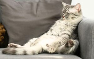 Malgré 2 jeux quotidiens de 10 minutes, ces 16 comportements révèlent que votre chat s’ennuie profondément selon les vétérinaires