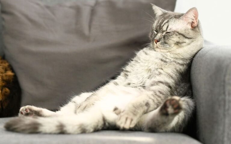 Malgré 2 jeux quotidiens de 10 minutes, ces 16 comportements révèlent que votre chat s’ennuie profondément selon les vétérinaires