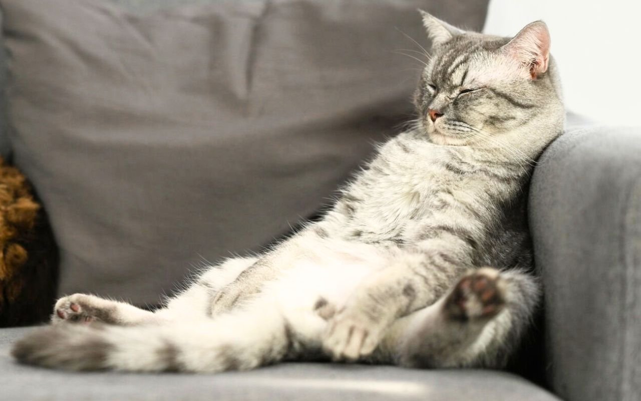 Malgré 2 jeux quotidiens de 10 minutes, ces 16 comportements révèlent que votre chat s'ennuie profondément selon les vétérinaires