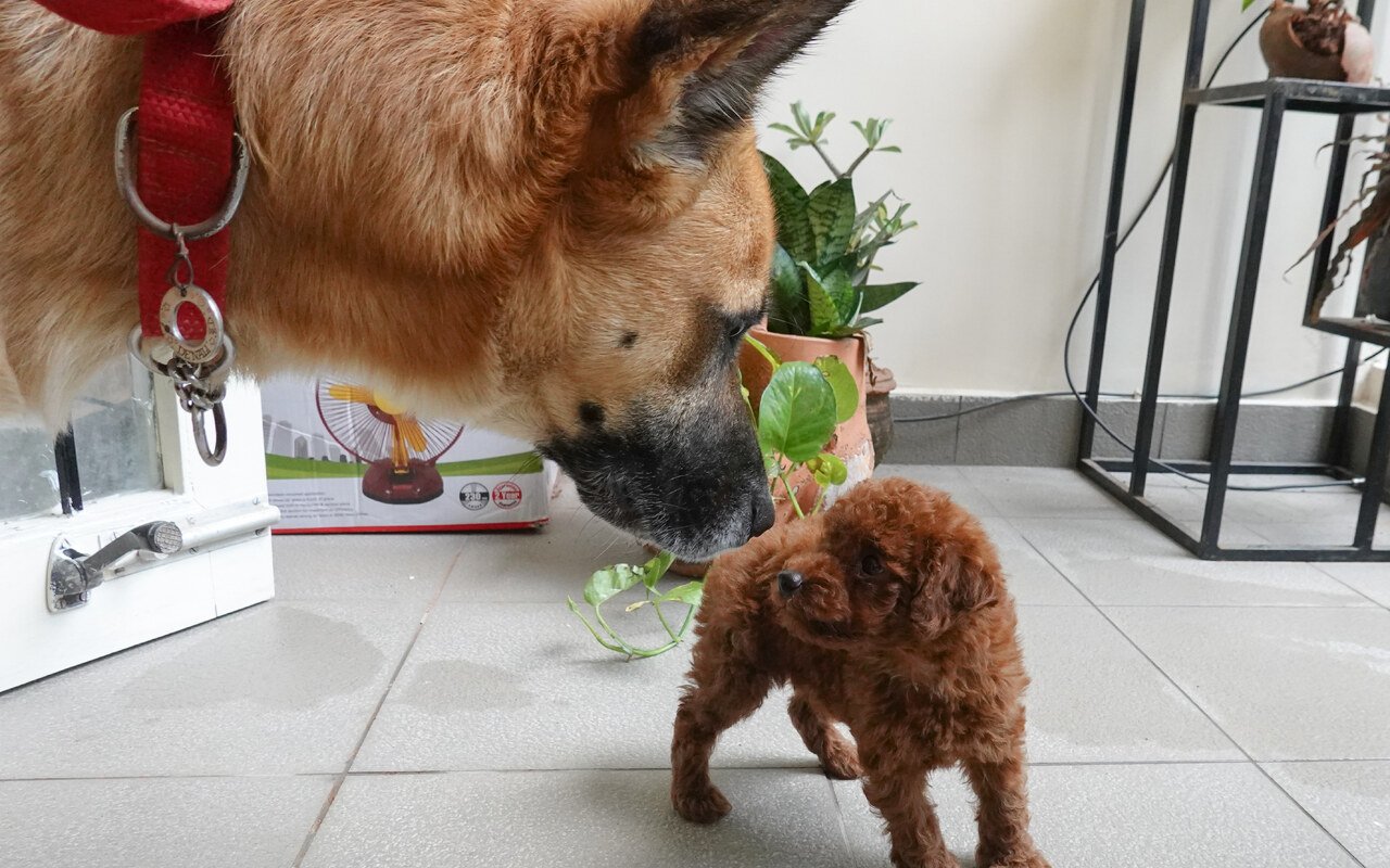 Intelligence canine : le malinois détrône le border collie au sommet du classement