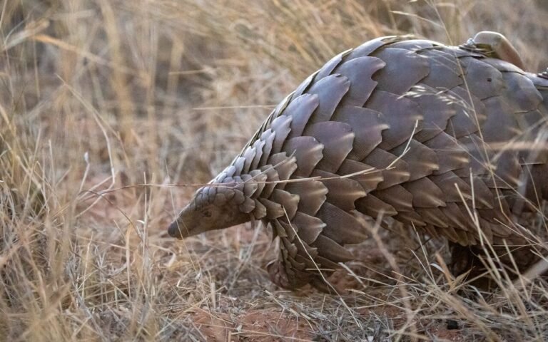 4 460 saisies en six semaines : l’ampleur effrayante du trafic mondial d’animaux sauvages