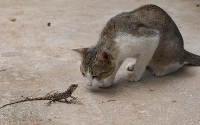 5 profils de personnalité féline : et si votre chat n’était pas du tout celui que vous croyez