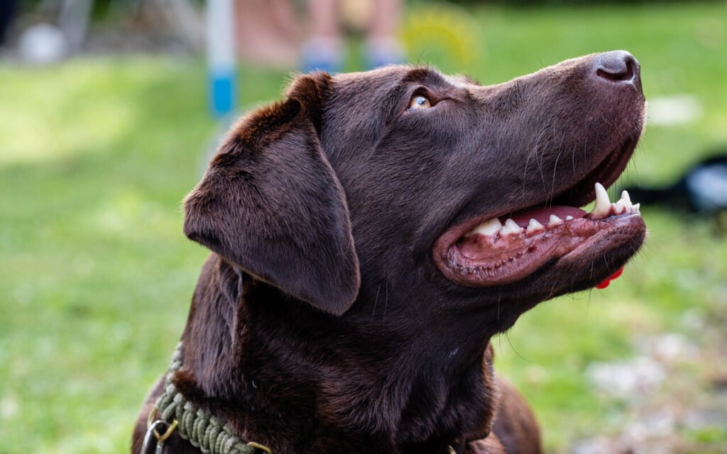 Longévité canine : ce médicament approuvé par la FDA pourrait ajouter un an de vie à votre chien