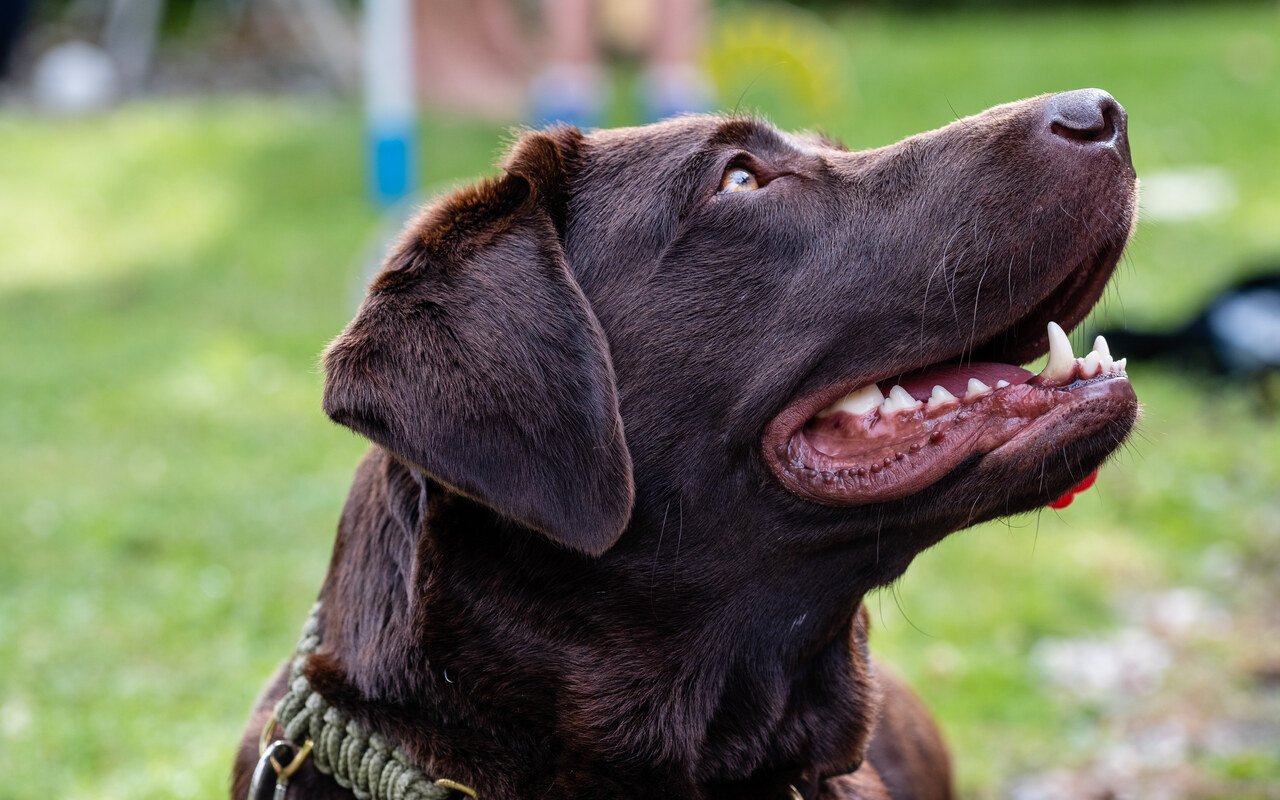 Longévité canine : ce médicament approuvé par la FDA pourrait ajouter un an de vie à votre chien