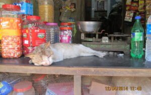 Plus d’un chat sur deux développe cette maladie cérébrale après 15 ans