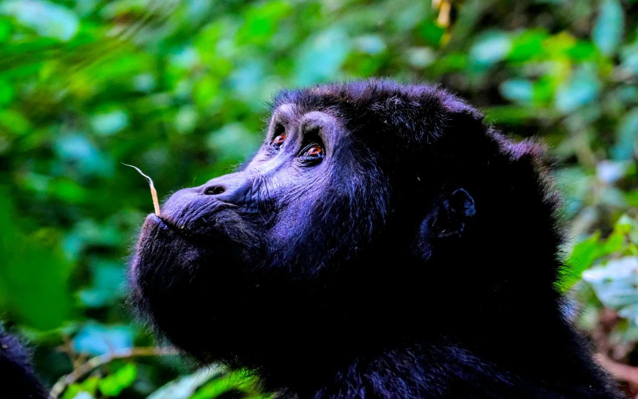 Ces 6 espèces étaient au bord de l'extinction et voici comment la restauration de leurs écosystèmes vient de les sauver