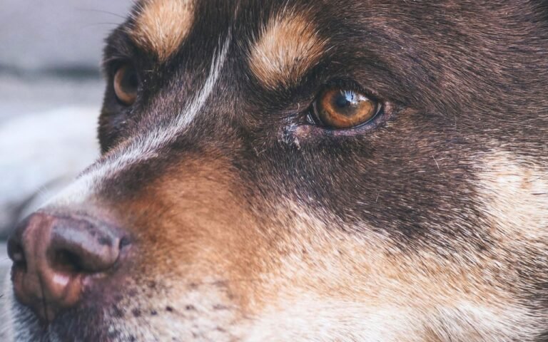 Cette étude révèle comment les chiens détectent votre stress avec 93,75 % de précision grâce à un signal invisible dans votre haleine